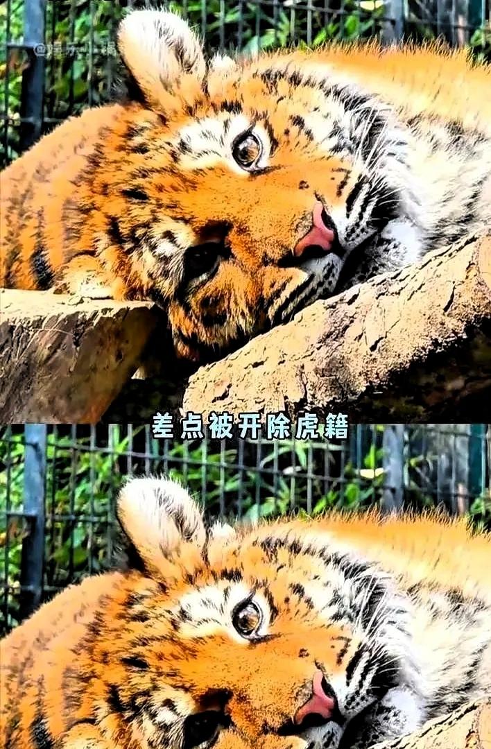 上人民日报了。上海动物园有只华南虎，叫红糖。出生就体弱，亲妈不认，兄弟姐妹挤兑它