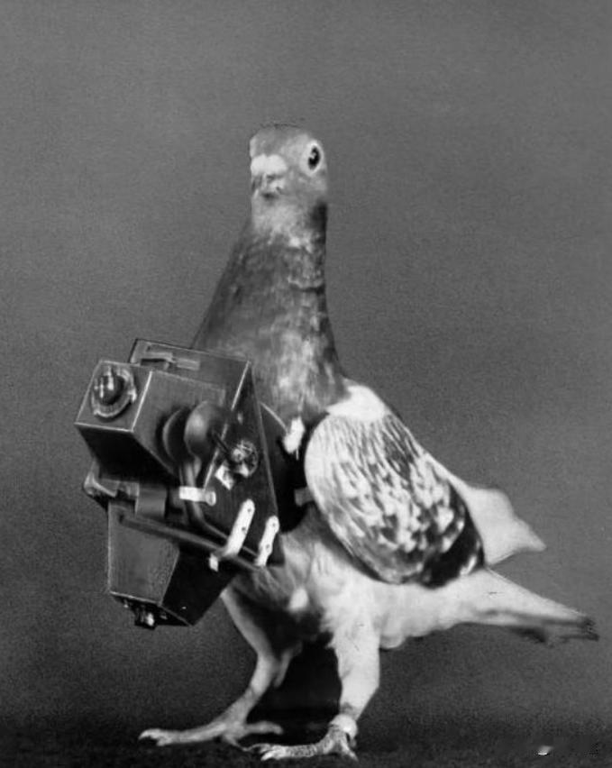 1967年我国放飞50羽军鸽穿越首颗氢弹爆炸的蘑菇云，但平安回来的只有4