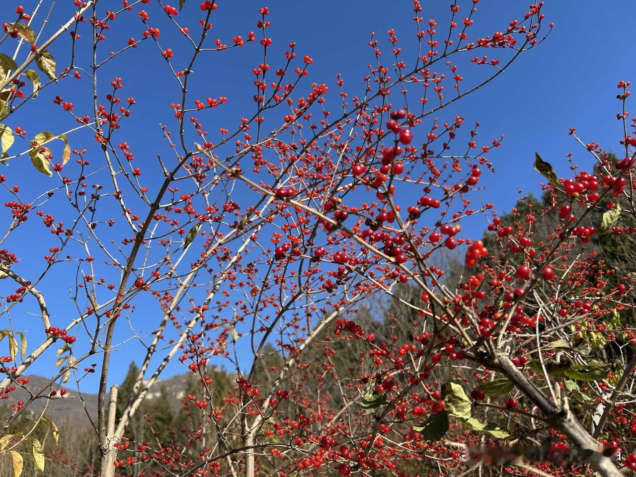 儿子是高中时候查出的高尿酸血症，但是还觉得会是暂时的，过几年会好，因为他一点不胖