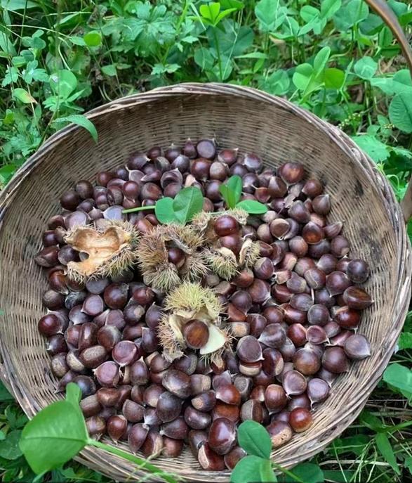 老祖宗传下一味“益肾固精能手”！这样搭配，瓦解肾虚肝郁，阳痿早泄逐渐改善 