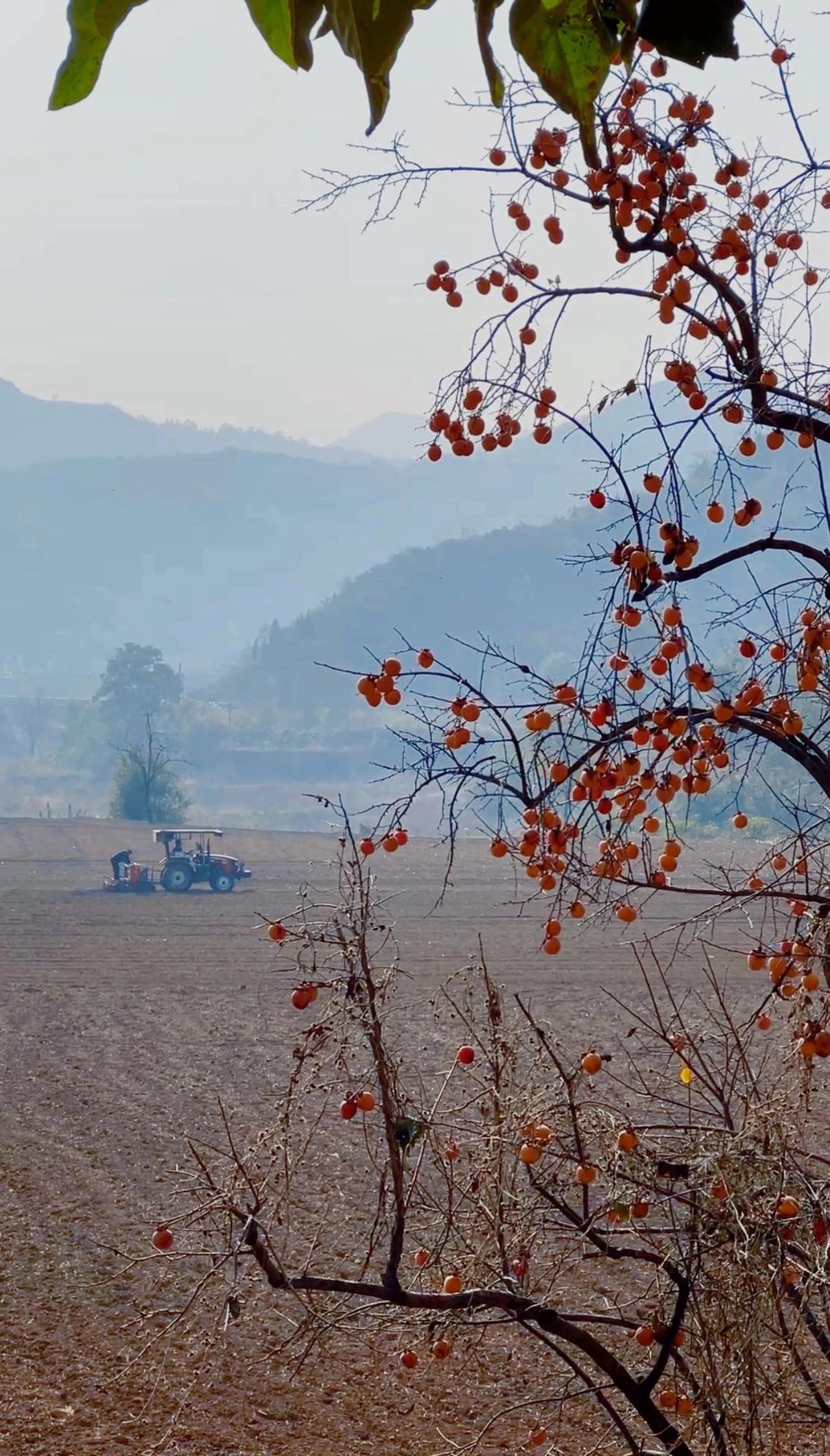 分享我这周有趣的事：秋天成熟的柿子挂满了枝头，晶莹红润，像一盏盏美丽的灯笼。这