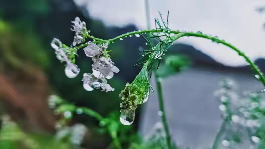 我在医院照顾母亲半个月，弟弟给母亲1万元的红包，母亲出院后我把她送去了养老院。