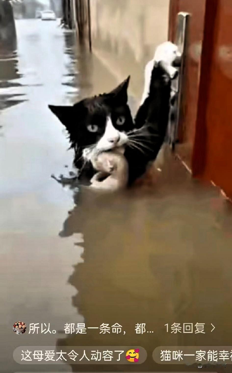 泪目了，这就是母爱，洪水中，一只流浪猫妈妈两只爪子死死抓住一个门把手指缝都因