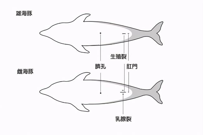 藤壶究竟有多双标? 鲸鱼隐私部位都被寄生, 却不敢在鲨鱼身上撒野