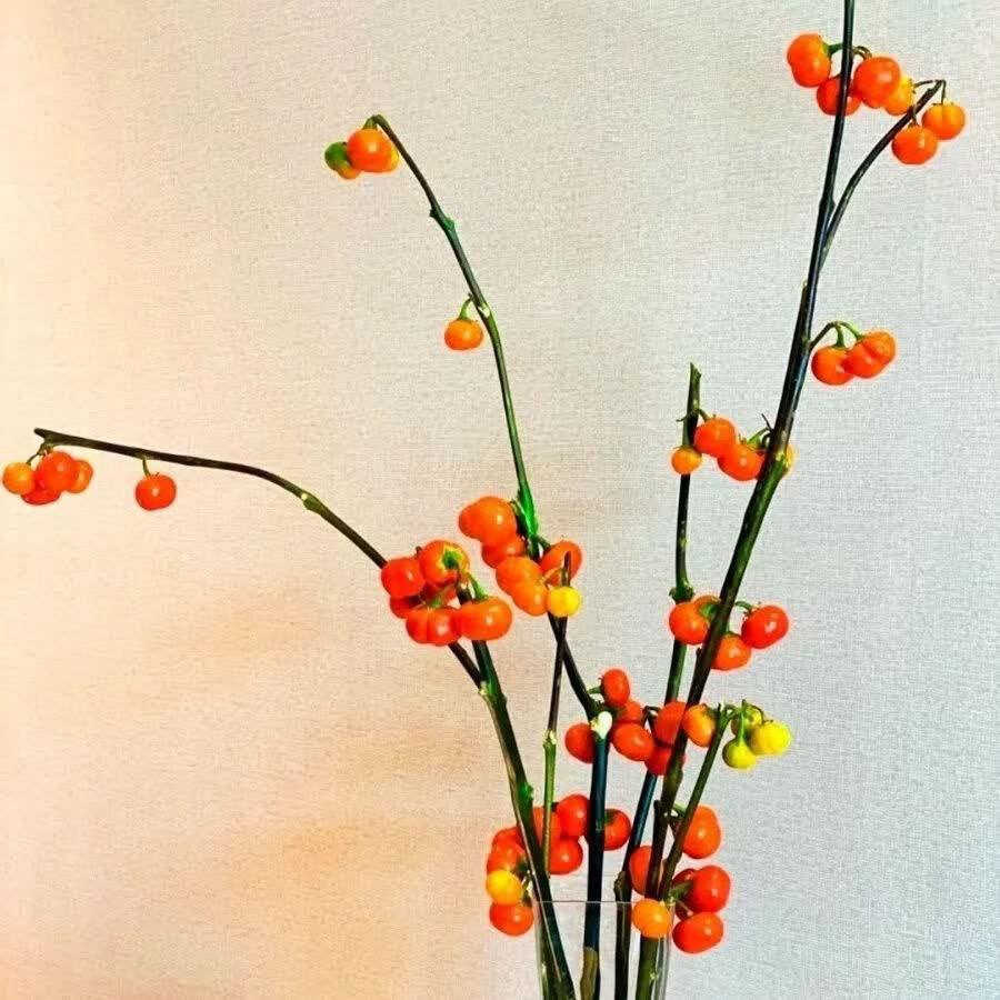 ‎种植小南瓜鲜切花（即红茄）的种植，核心是育苗、定植、水肥管理和采收四个环节。