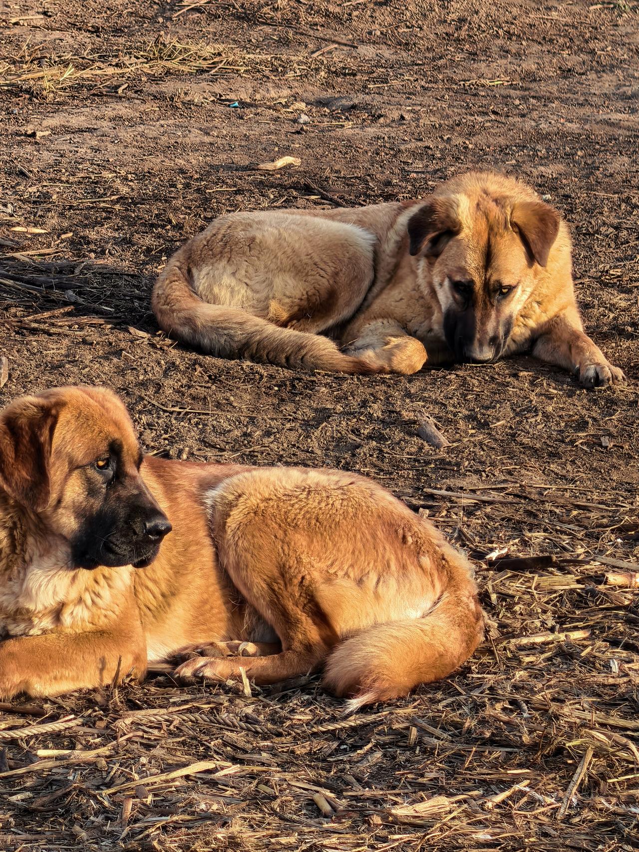 你喜欢“中华田园犬”吗?特别喜欢[祈祷][祈祷][祈祷]