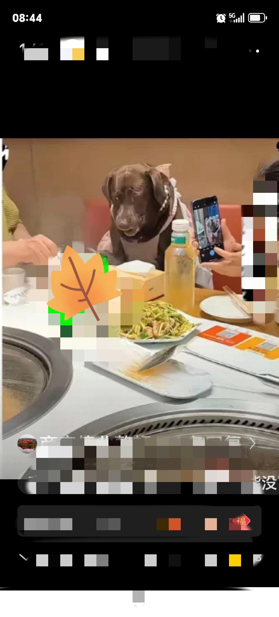 去年此时，河北某地有一家人给宠物狗过周岁生日，举办了一场颇为隆重的仪式，扎起红门