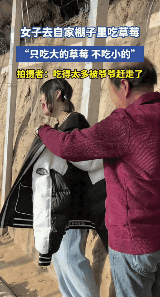 河北一女子带着朋友，直奔自家爷爷的草莓大棚解馋。谁能料到，这草莓也太香甜了吧