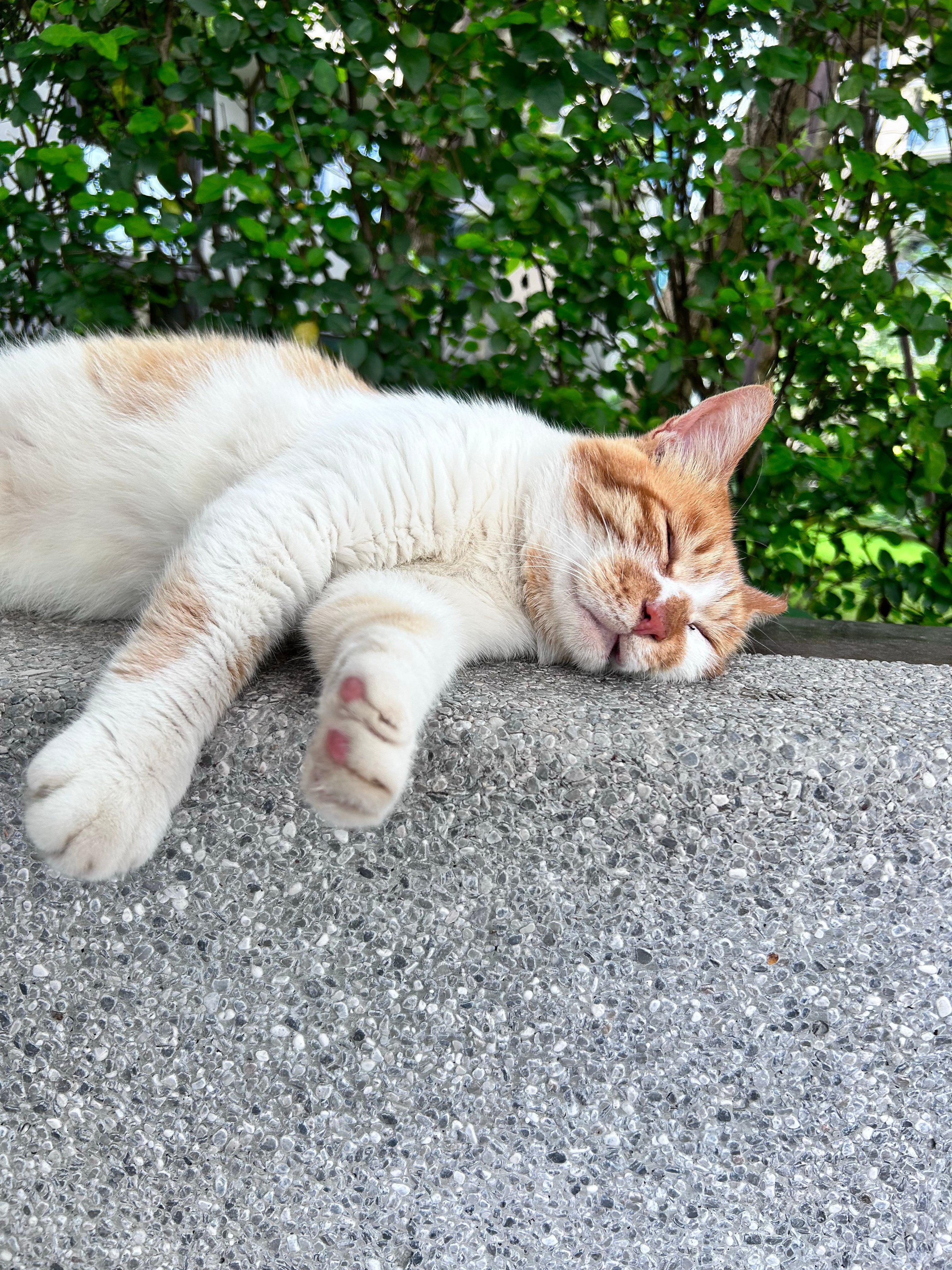 202307两年多前野生喵中华田园猫短短​​​