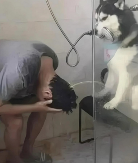 挺聪明的还会加大水量