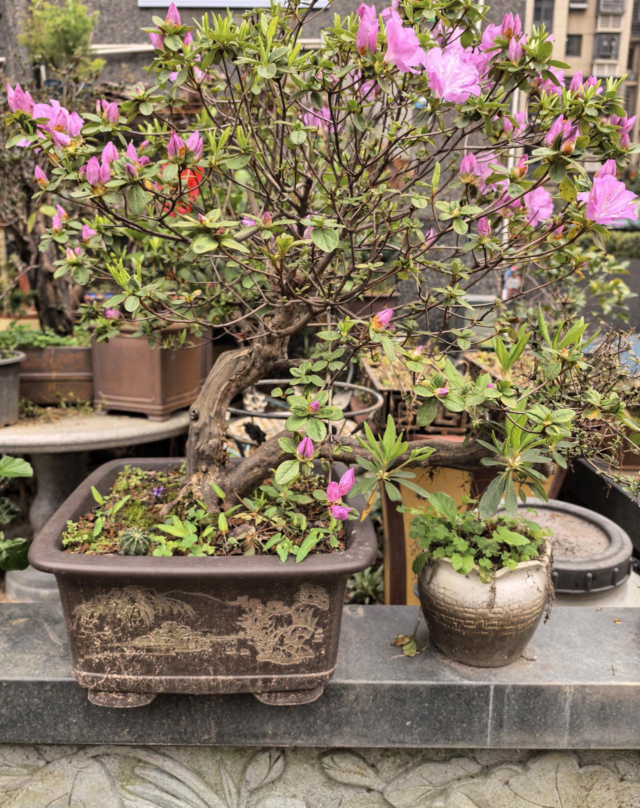 春末到初夏时间段，正是杜鹃开花期，粉紫色的花团和苍劲的老桩搭配是否更有韵味呢？