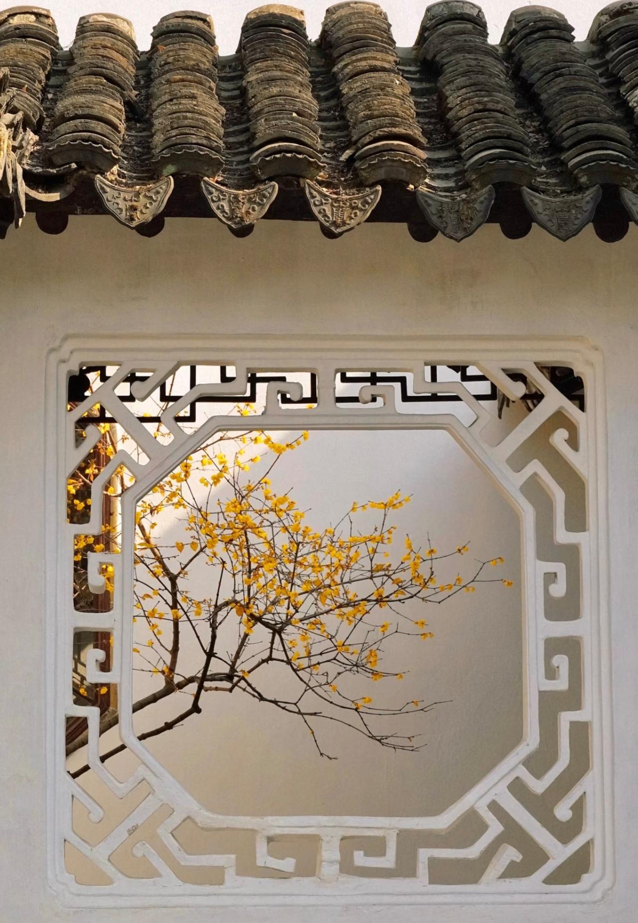 苏州赏梅苏州园林的冬天一定是清新的腊梅味道走在园林中连风中都夹杂着诗意