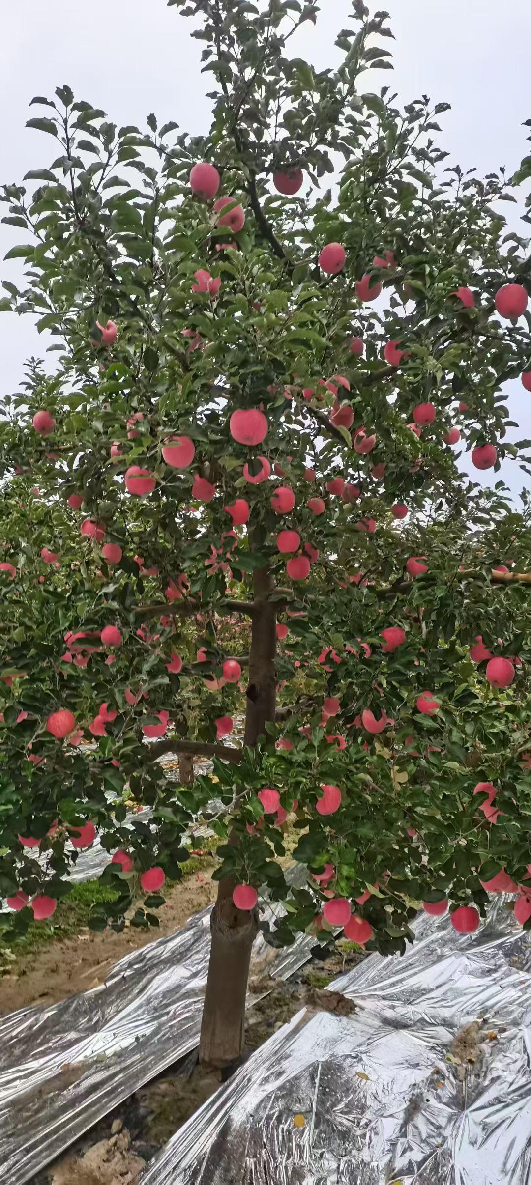 🍎“苹水相逢，果然是你”这句话，瞬间就觉得很有意思。今天，去老家采摘红富士苹果