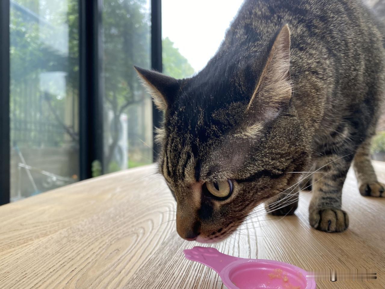 狸花猫很可爱，因为叫不出声来，反而可以跑到餐桌上吃饭了。