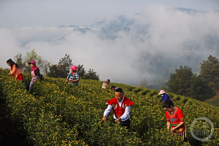 山间茶园美如画 茶农抢采<em>明前茶</em>