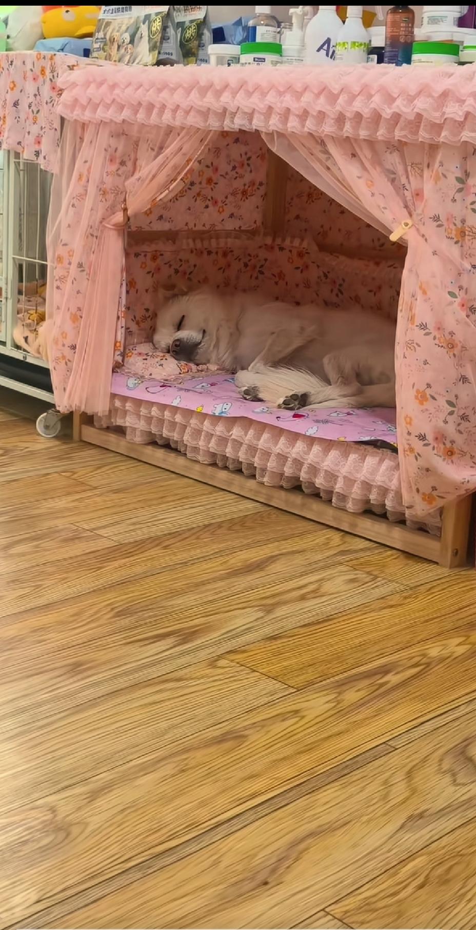 这狗主人太讲究了，宠物狗的床都是粉嫩色系，比小姑娘住的房间还要好看，养的干净整齐