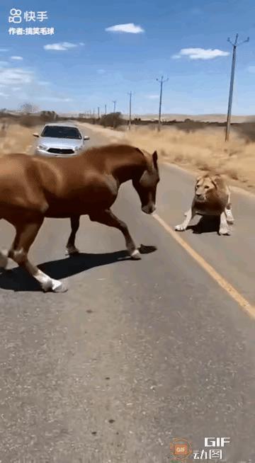 假如这匹马没有拿前蹄去拍狮子而是胆怯地转身逃命，狮子很可能从身后趴上马背将其杀死