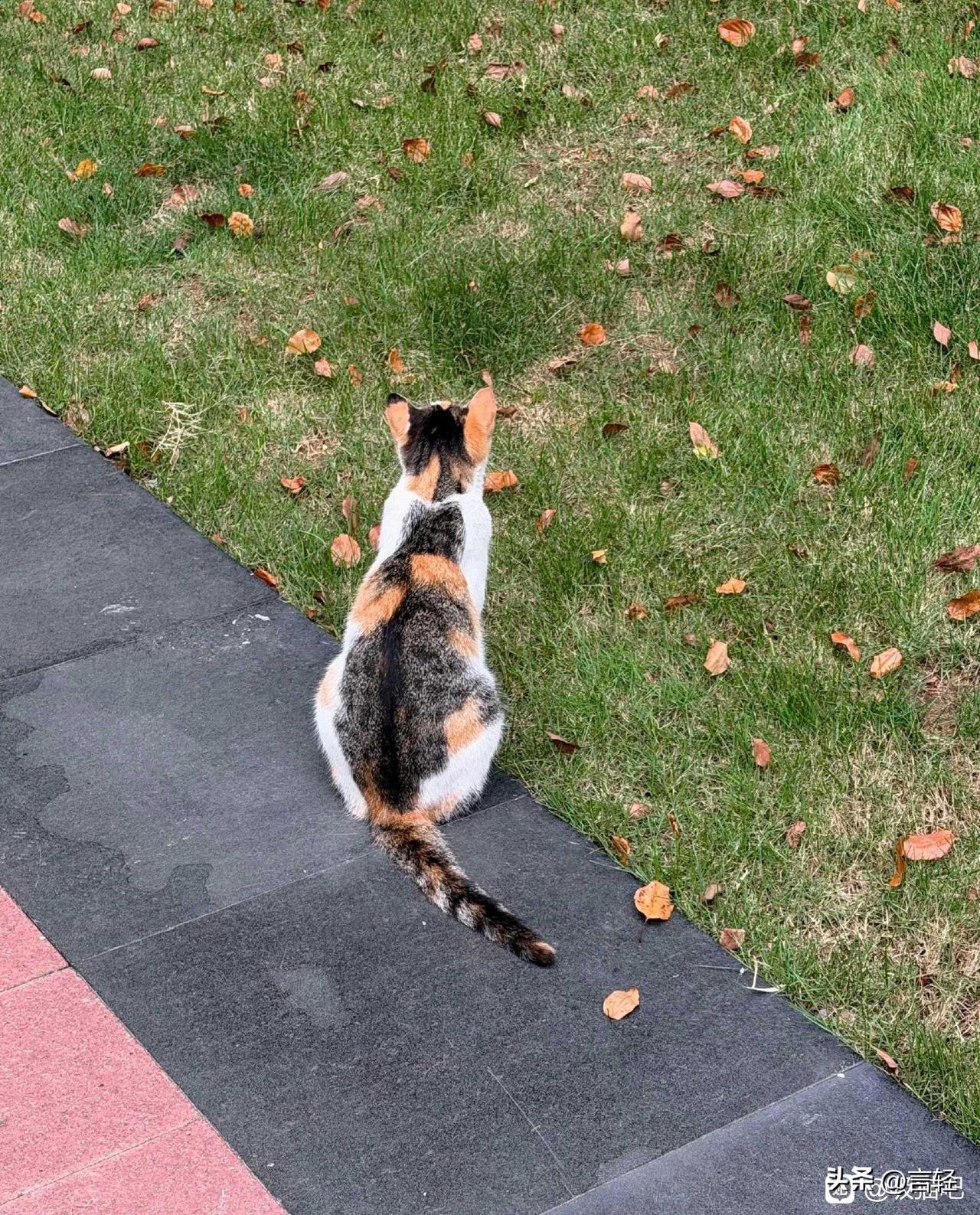一只咪背着一只米这猫身上的图形简直太逼真了