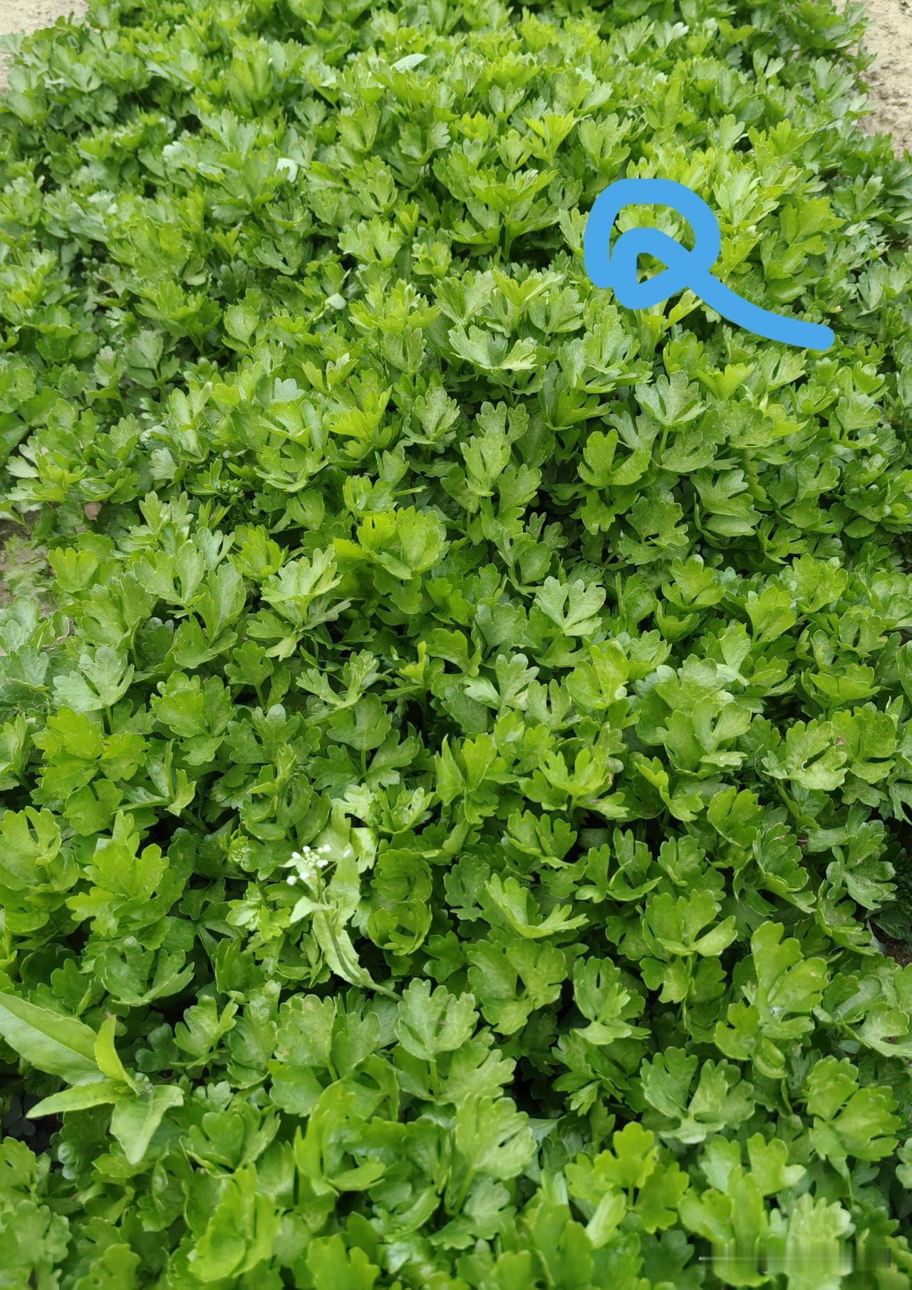 芹菜适合什么时侯种植?还有一个月，立秋交节后就可以种。我建议用平畦密播法，种