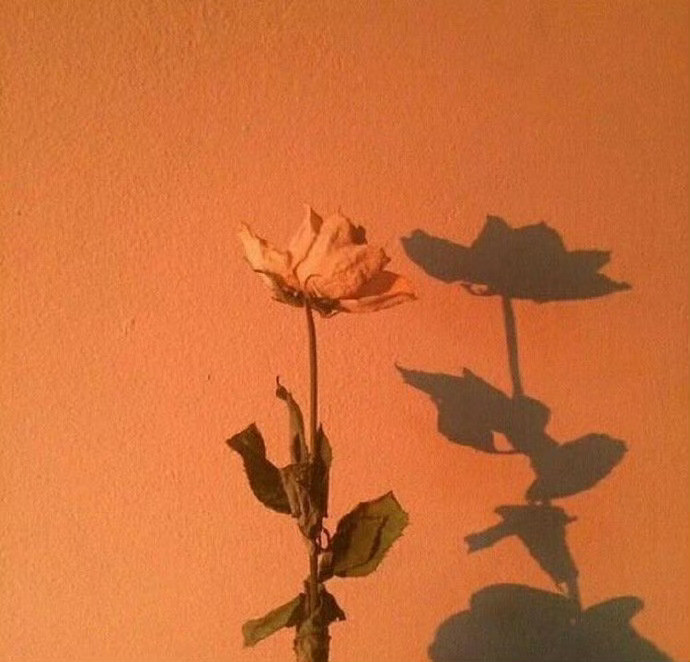 「集句」有没有影响了你很多年的句子？1.刻意去找的东西，往往是找不到的。天下万物