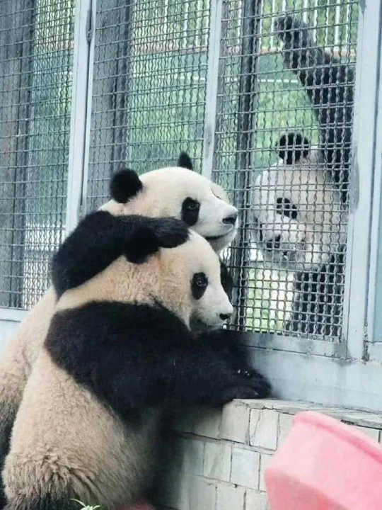 三小只开会