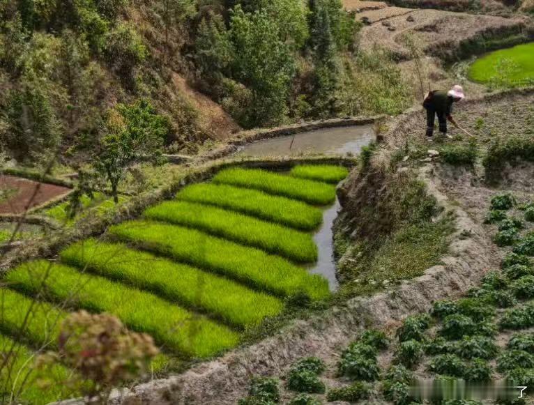 被云南哈尼梯田上的共读声治愈了晨雾漫过千层梯田，书页轻响随风漫开。在大地雕琢的诗