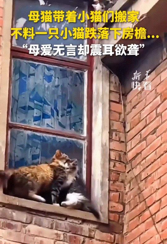 一男子看到猫妈带着五只小猫搬家，期间猫妈通过自己的努力将四只小猫转移到了屋顶上，