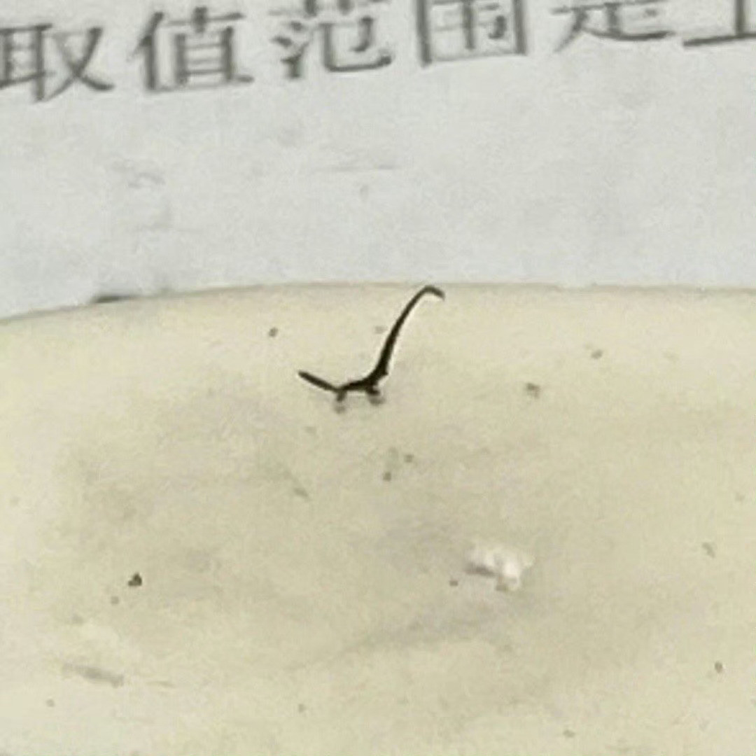 我的橡皮上出现了一只恐龙​​​
