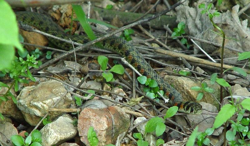 说十二生肖里属蛇的人最老实，这可有点误解。属蛇人不是老实，而是不爱惹事。他们做事