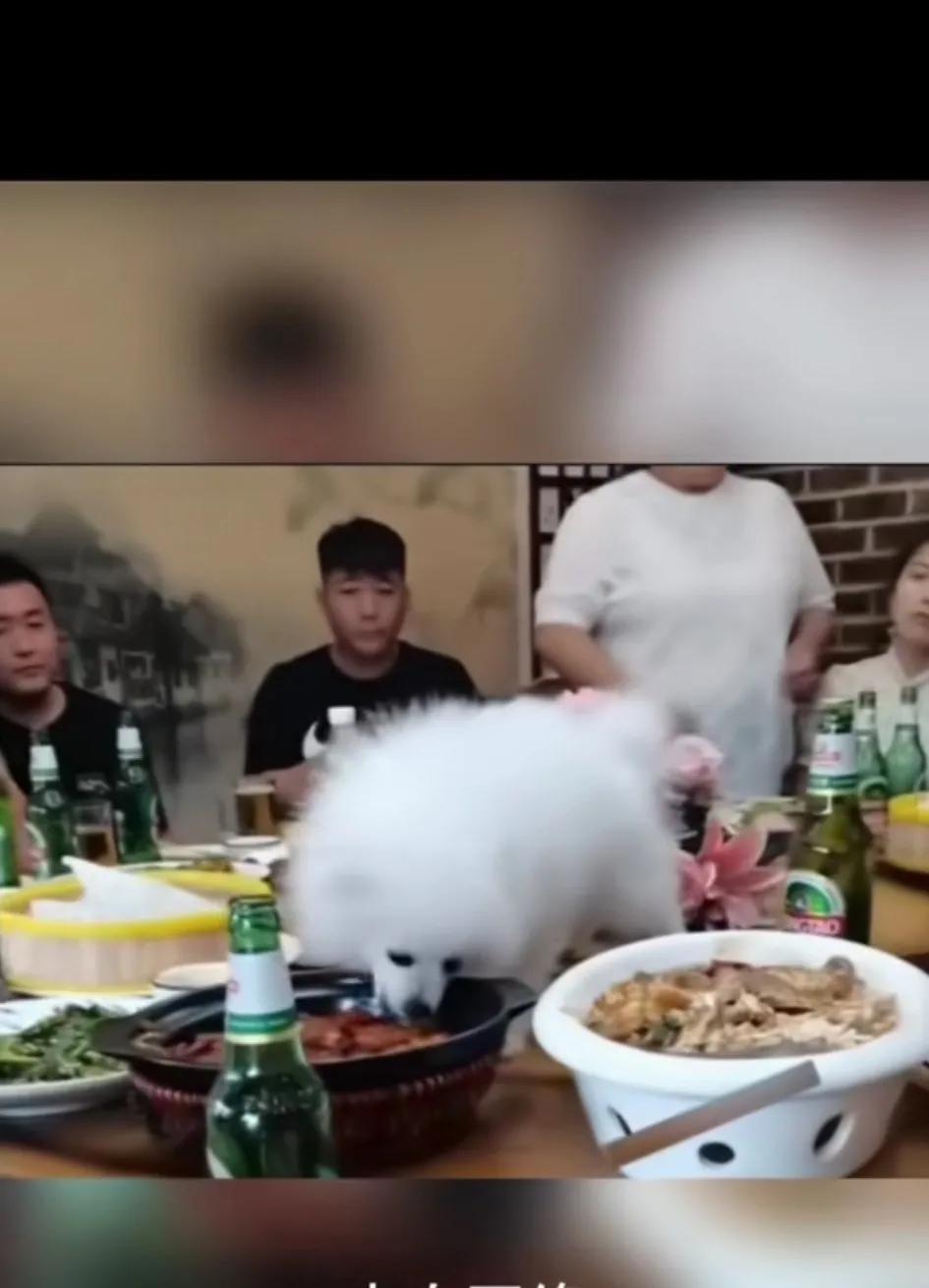 满桌客人，居然狗是大哥，因为狗先动的筷！不可思议的是他们还能做住！
