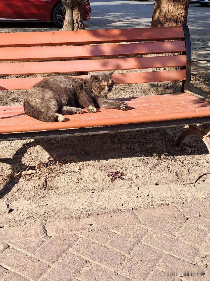 遇到的冬日小动物一只不怕人的流浪猫，坐在对面的板凳上望我。