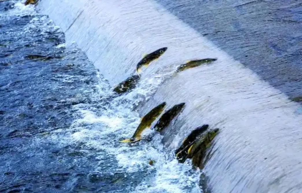 青海湖的湟鱼泛滥成灾，为何无人敢吃？一位50多岁的老渔民告诉我：青海湖里有12.