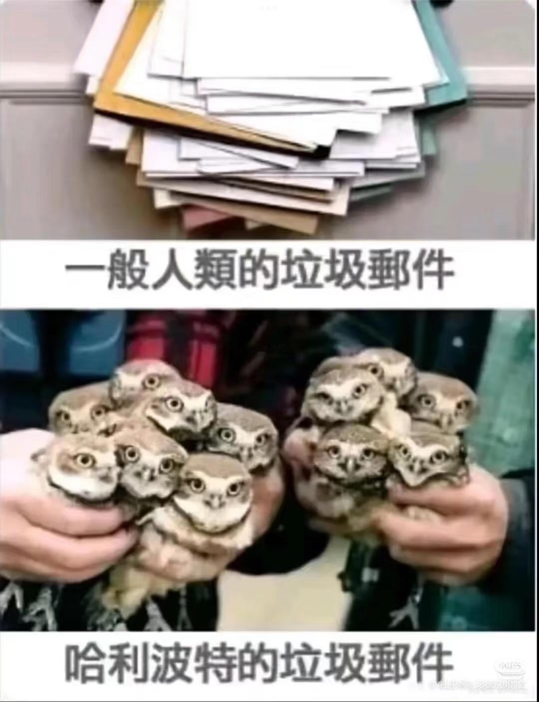 哈哈哈哈，哈利波特是这样的[捂脸哭]