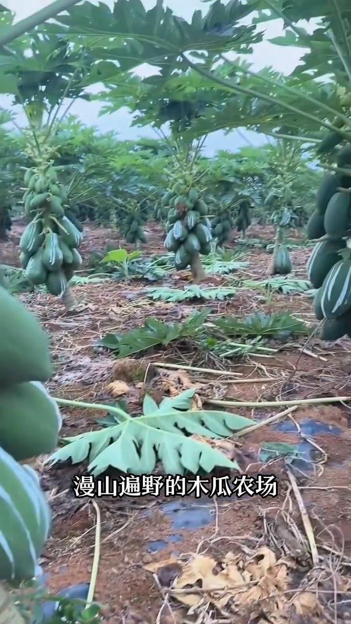 99%的人都被骗了，美国那些漫山遍野的木瓜农场根本就不是为了卖水果，他们真正的底