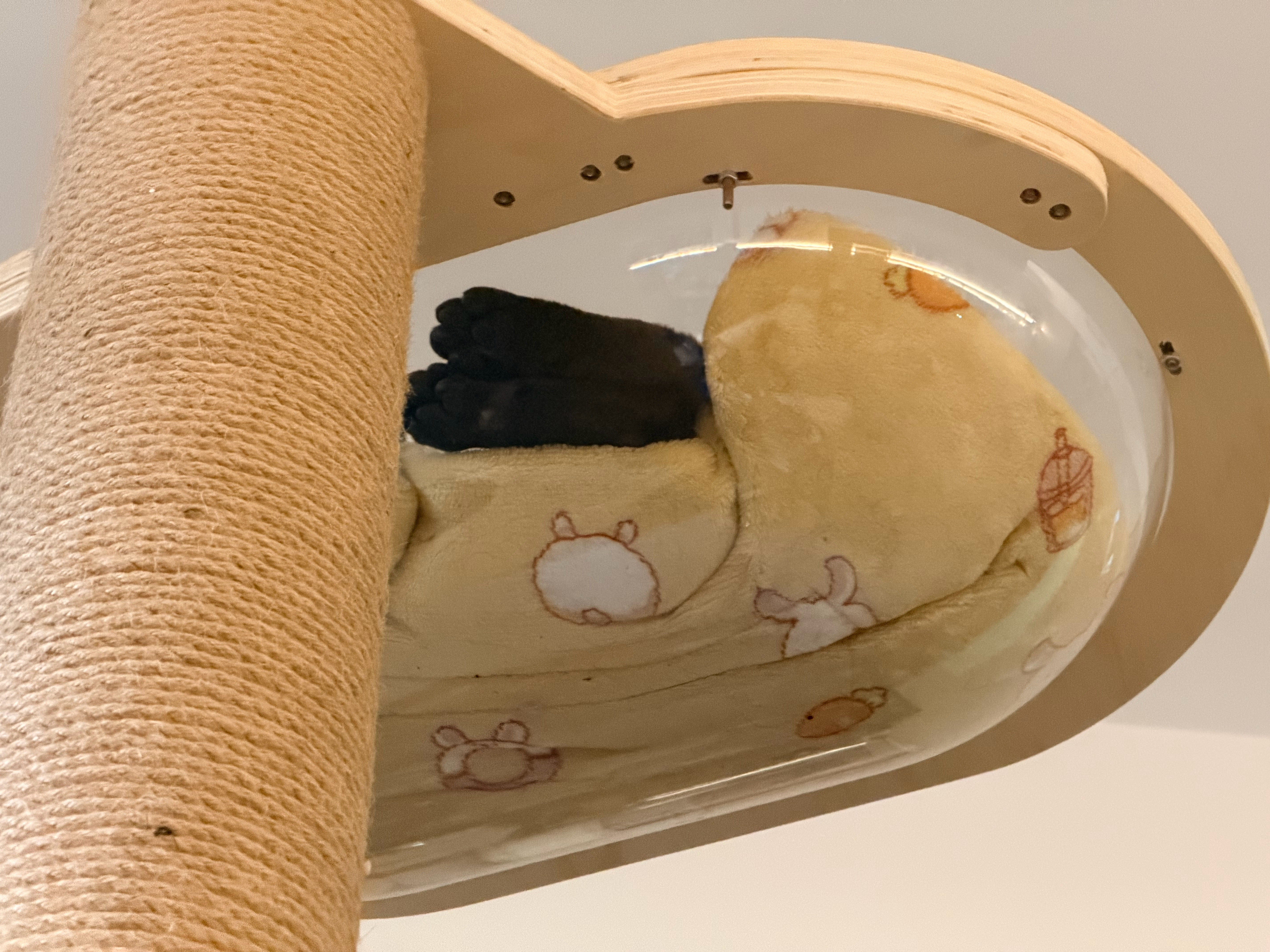 谁点的猫爪饼干