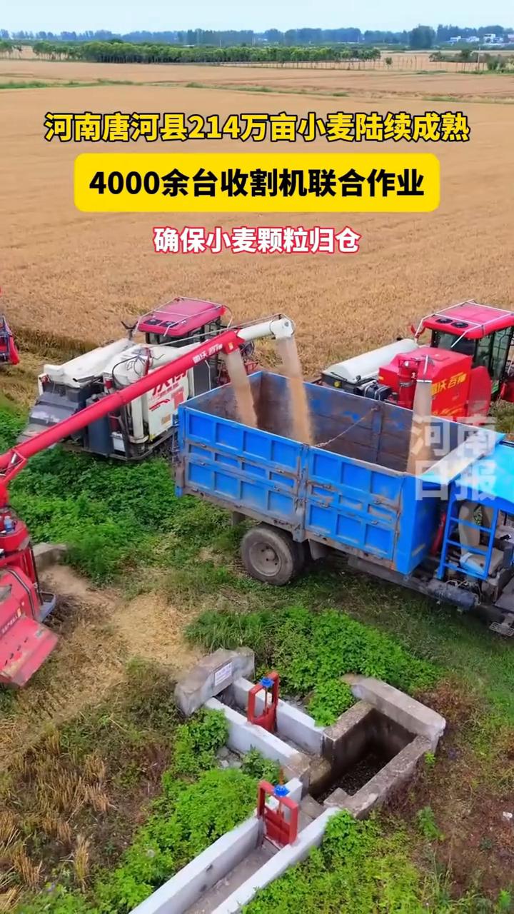 河南唐河县214万亩小麦陆续成熟，4000余台收割机联合作业，确保小麦颗粒归仓。