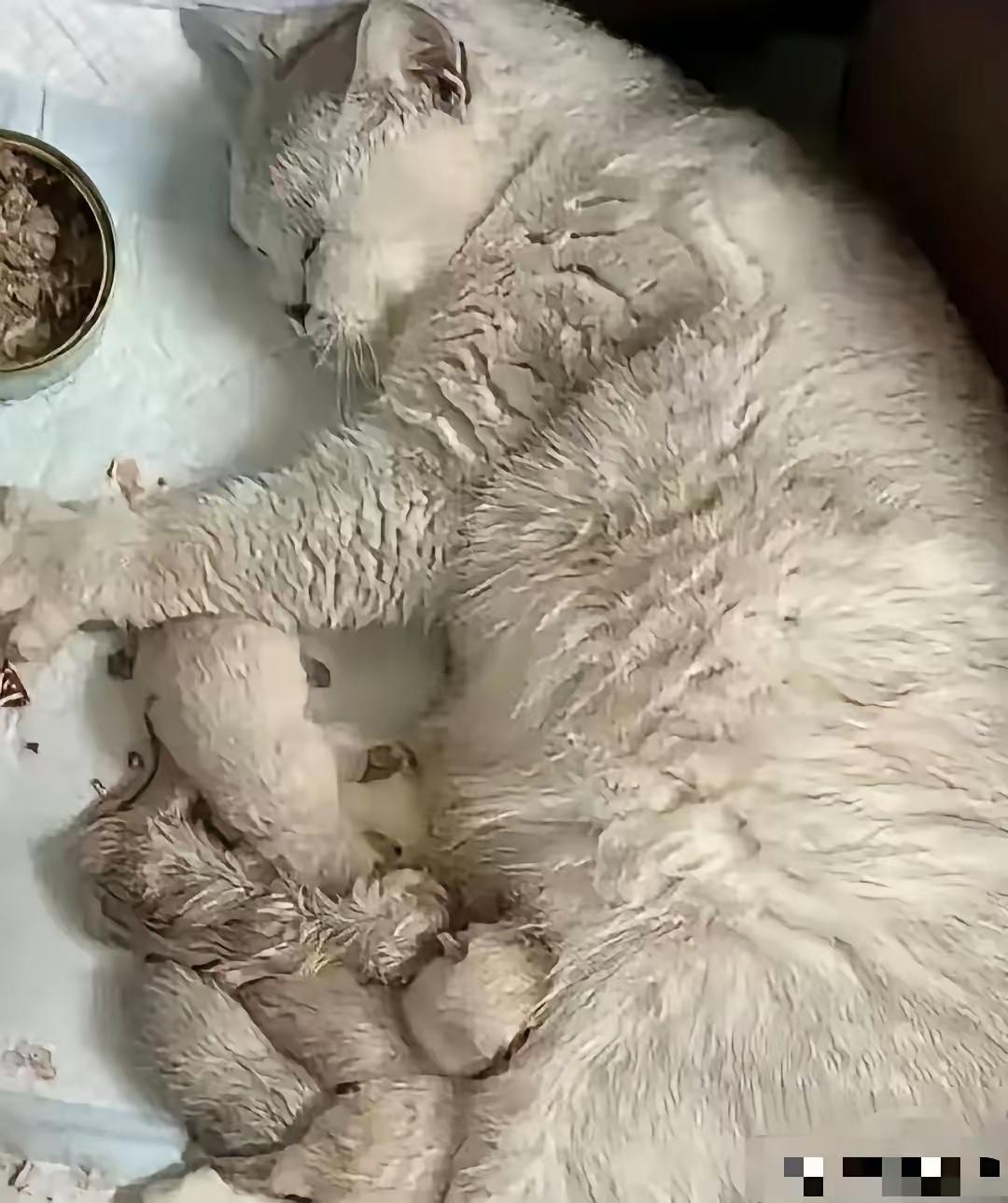 江苏女子出差7天回家，推开门瞬间泪崩：猫窝竟多了5只小生命，网友：这是拿