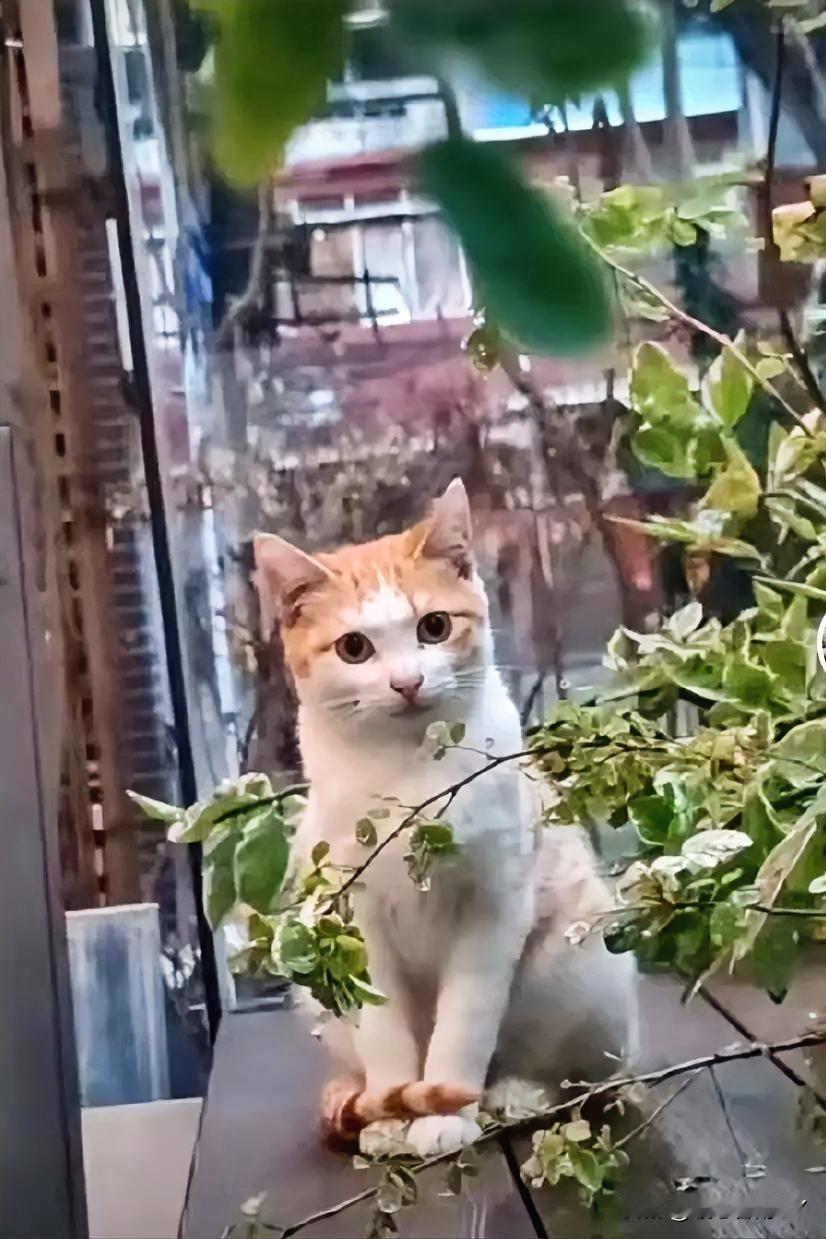 你知道吗？流浪猫的记性好到超乎想象！它们不仅能记住你喂的每一顿猫粮，还能记住