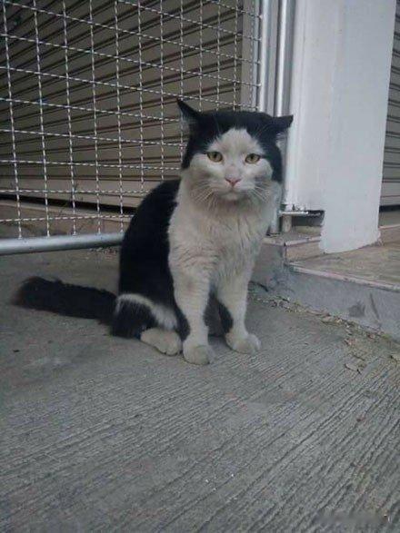出去玩了几天的猫......​​​