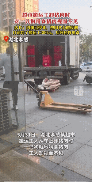 事不关己，干活的他，高高挂起。它根本没有怕人的意识，在慢慢的享受着美味，他也不