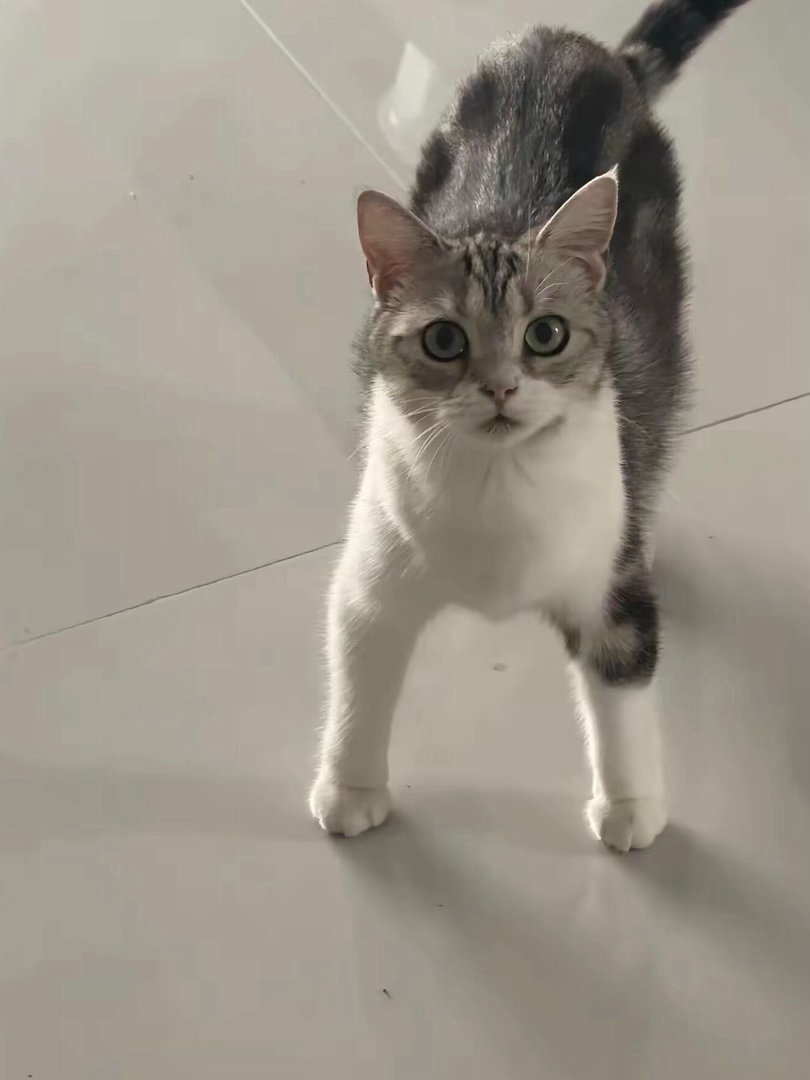 小猫咪骑冬瓜后遗症