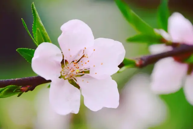 精选诗词|桃花满眼难孤立, 月上香尘绕砌兰