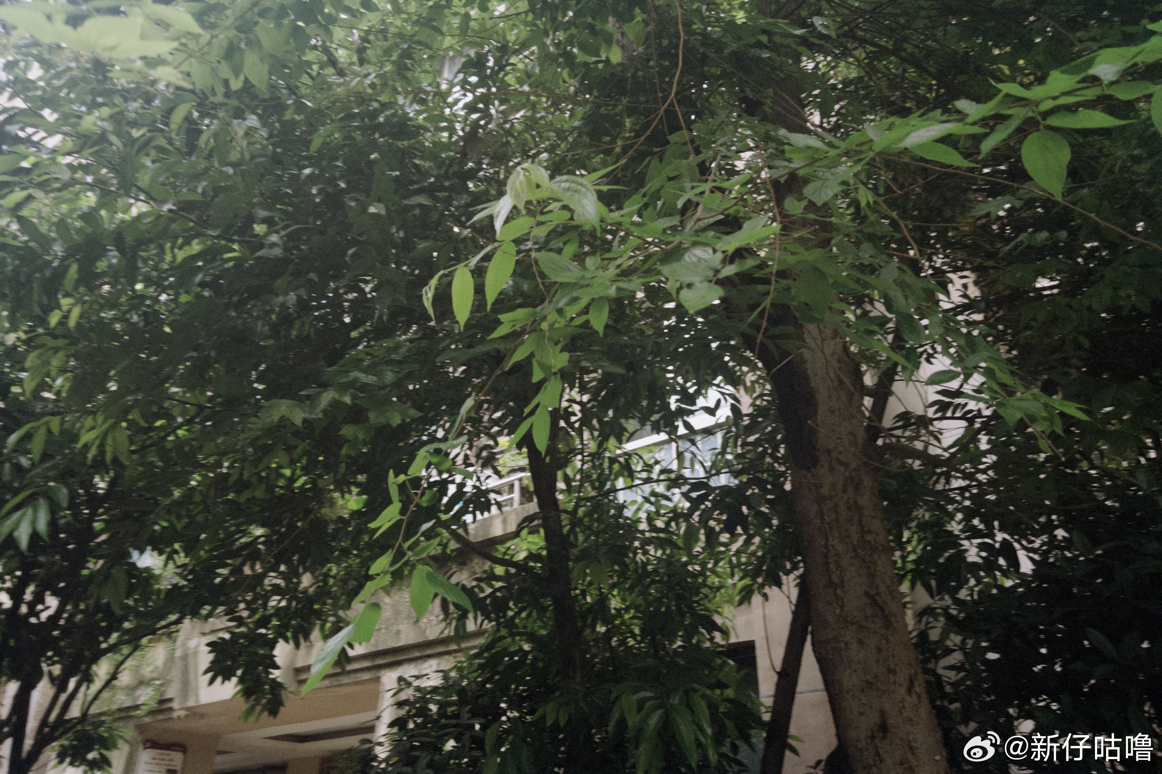 因为下雨🌧️干啥都没心情接上娃雨停了走路回家娃在夜市吃了炒米饭张维伊馒头汉堡减