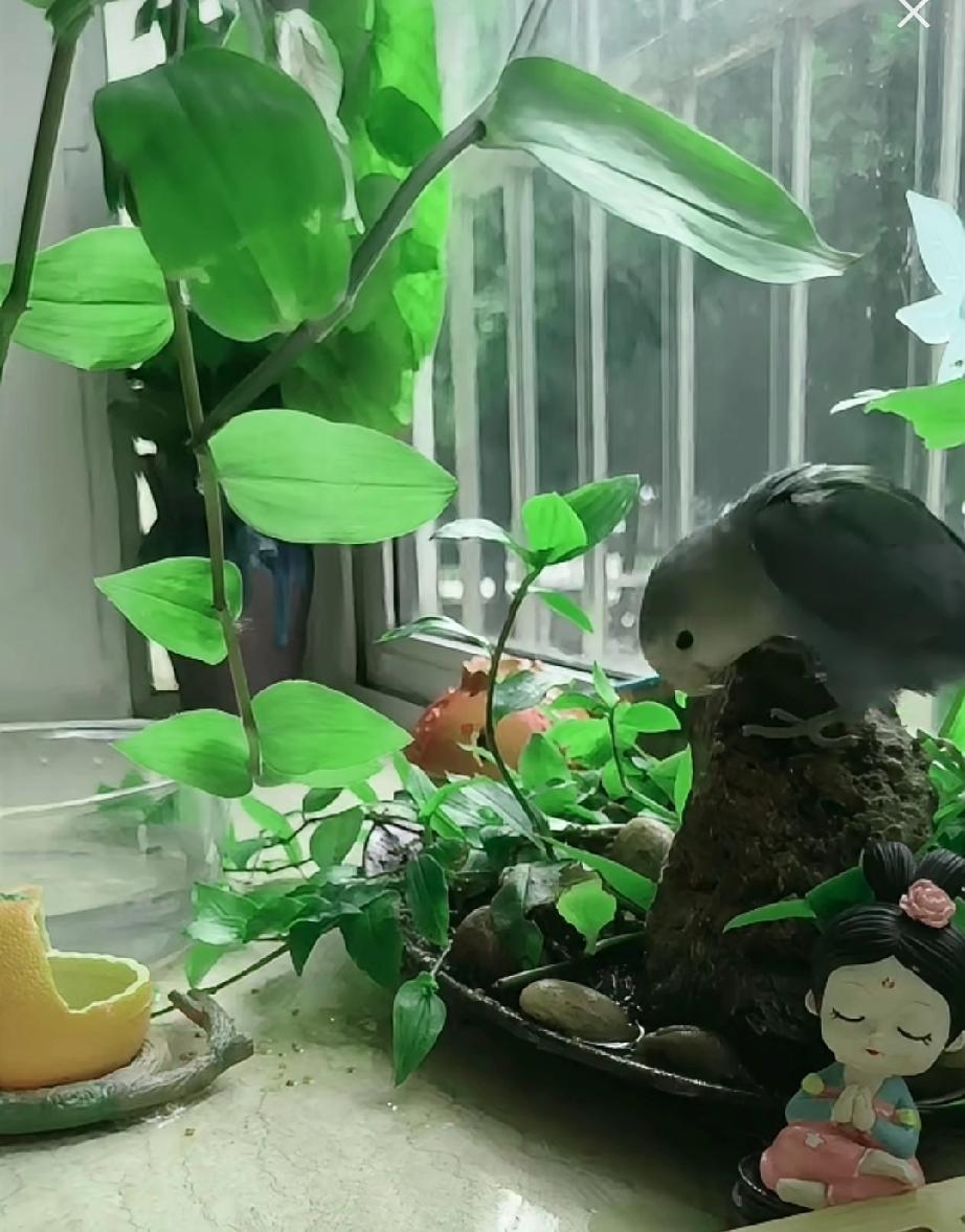 试想，如果拒拒这边二次会议许敏输了，我大娘是不是早就对外宣消息了？我们梳理