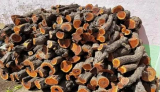 为什么枣木不能当柴烧？一位60岁的护林员告诉我，大部分树木死后都能当柴火烧，唯独