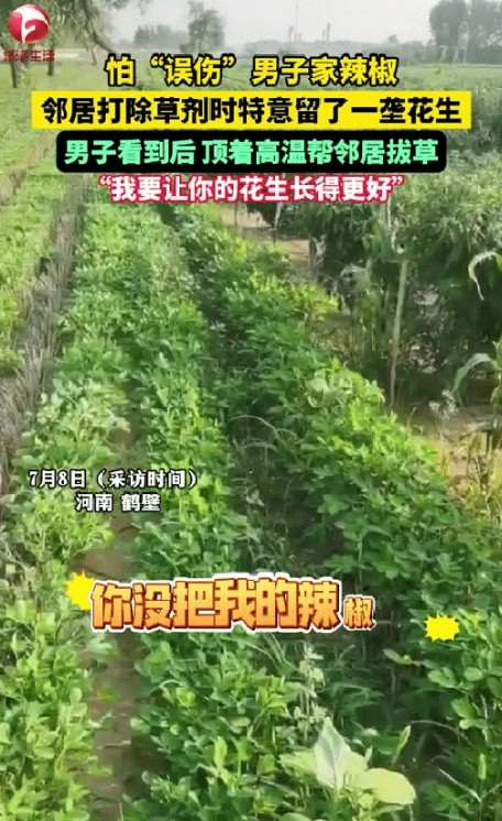 有格局！”河南，男子去地里看种的辣椒，途中竟然发现邻居喷除草剂，他顿感不妙，来到