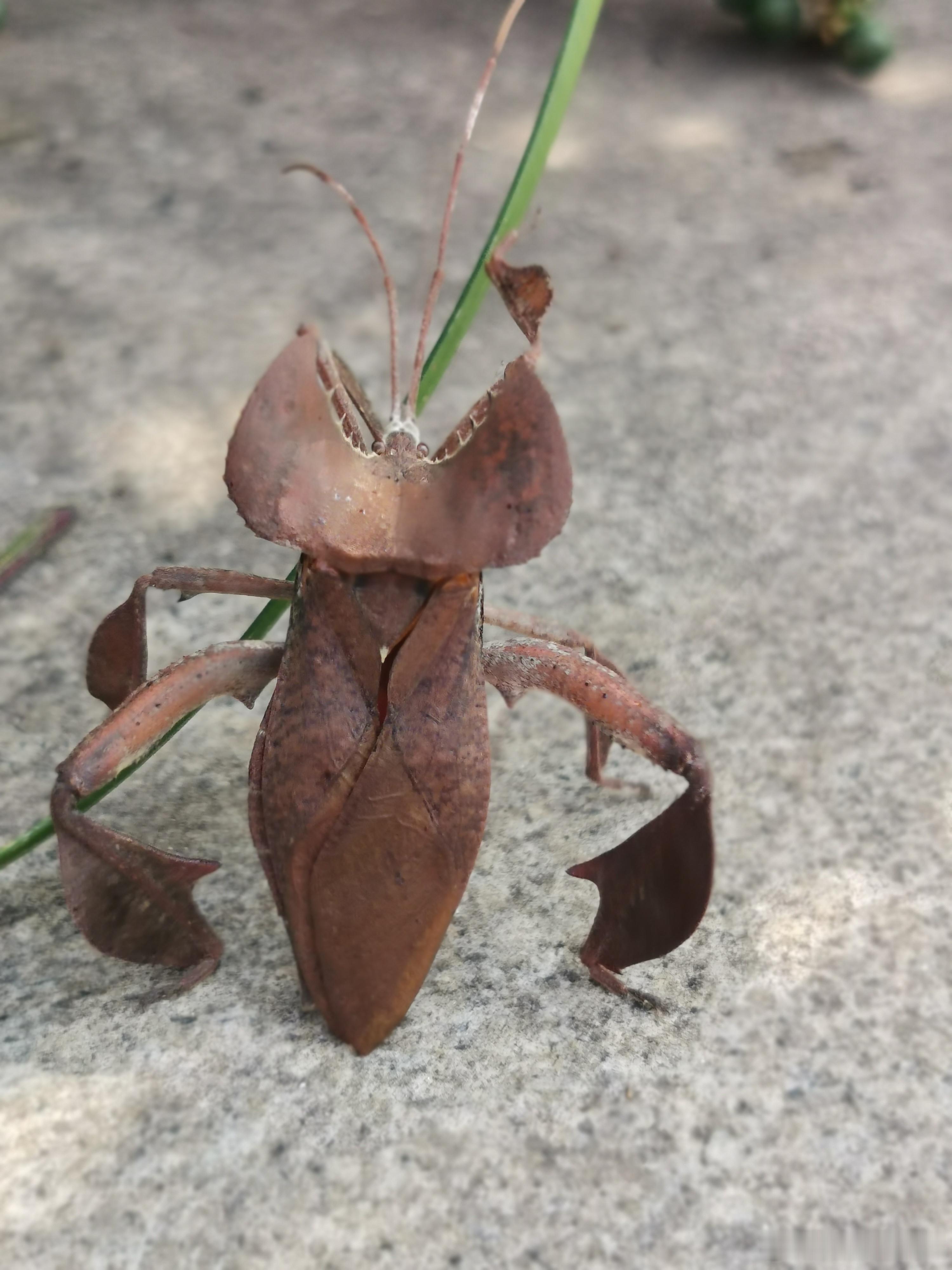1362.你一定要横着走路吗？昆虫