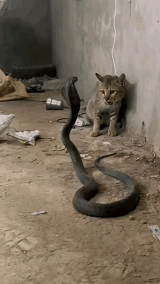 猫:你能快过我？吃我小拳拳吧。