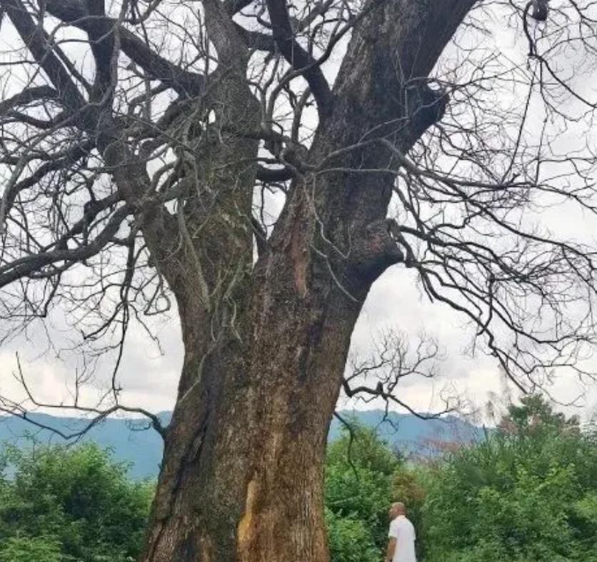 江西赣州，好几个村子的古樟树一棵接一棵离奇枯死，好多都是三四百年的老树，村民们心