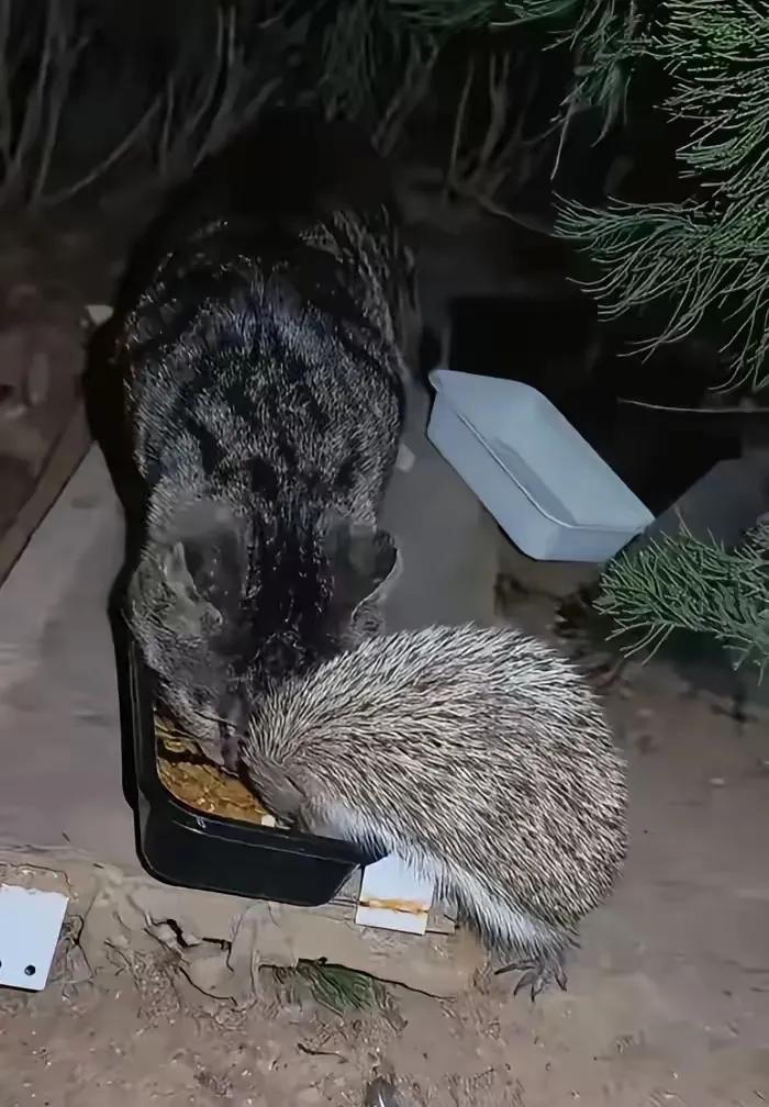 一位网友经常投喂流浪猫，然而有一天他发现猫和刺猬的奇妙共餐，这只流浪猫对刺猬一只